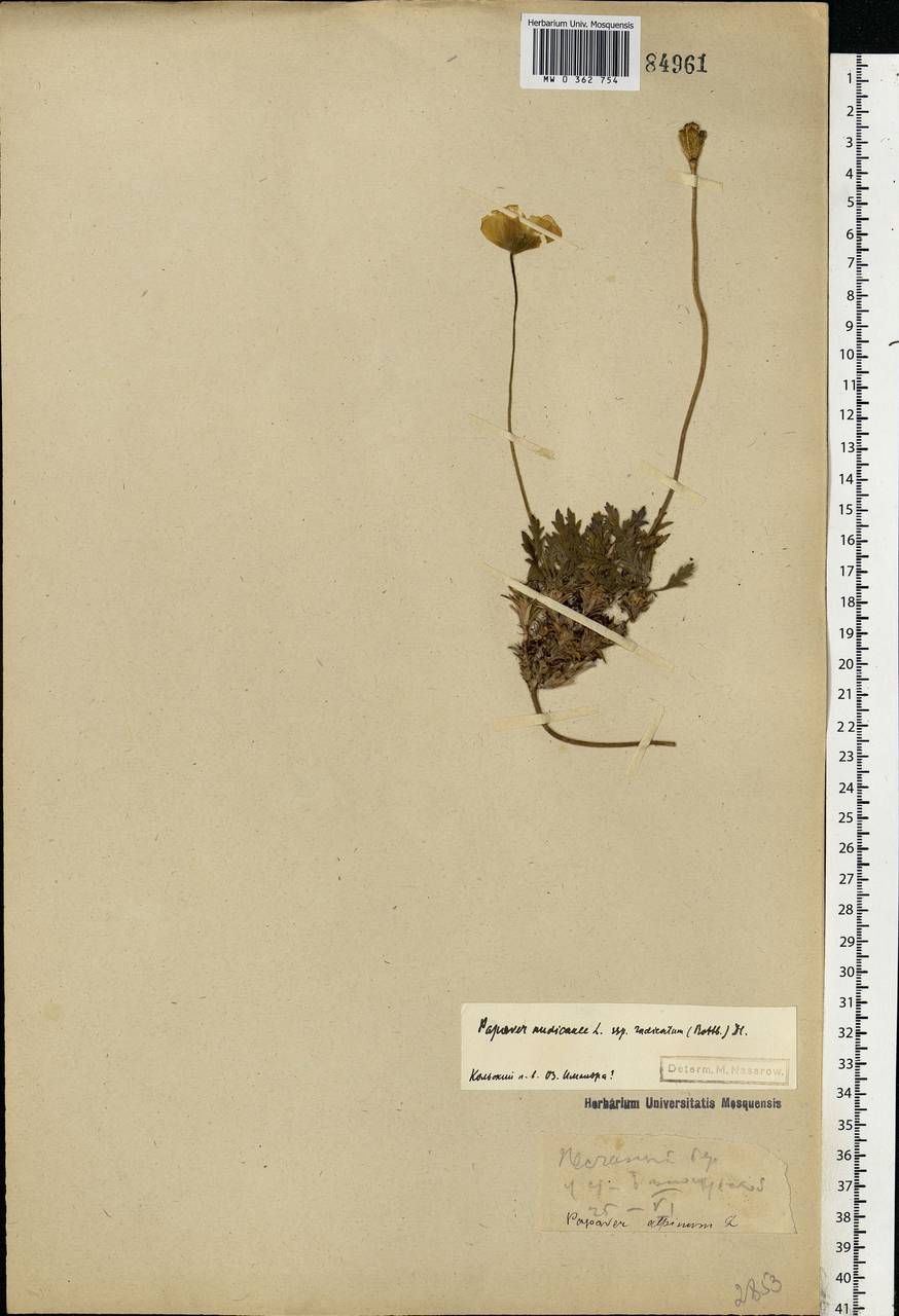 Oreomecon nudicaulis subsp. nudicaulis, Eastern Europe, Northern region (E1) (Russia)