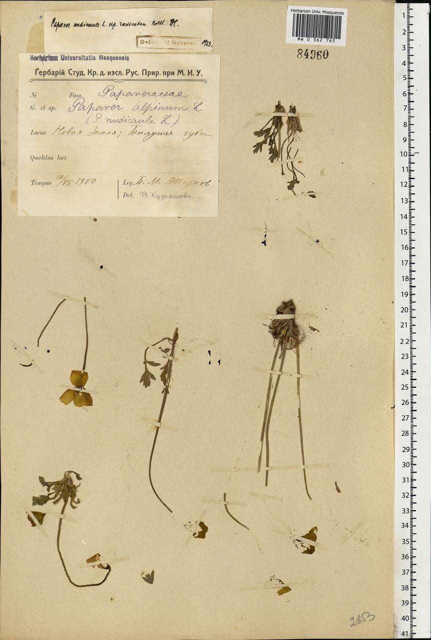 Oreomecon nudicaulis subsp. nudicaulis, Eastern Europe, Northern region (E1) (Russia)
