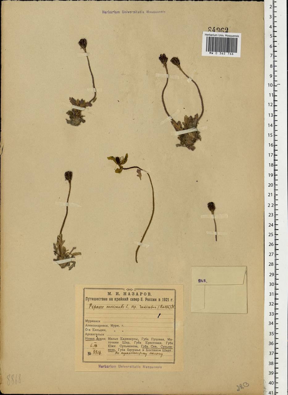 Oreomecon nudicaulis subsp. nudicaulis, Eastern Europe, Northern region (E1) (Russia)
