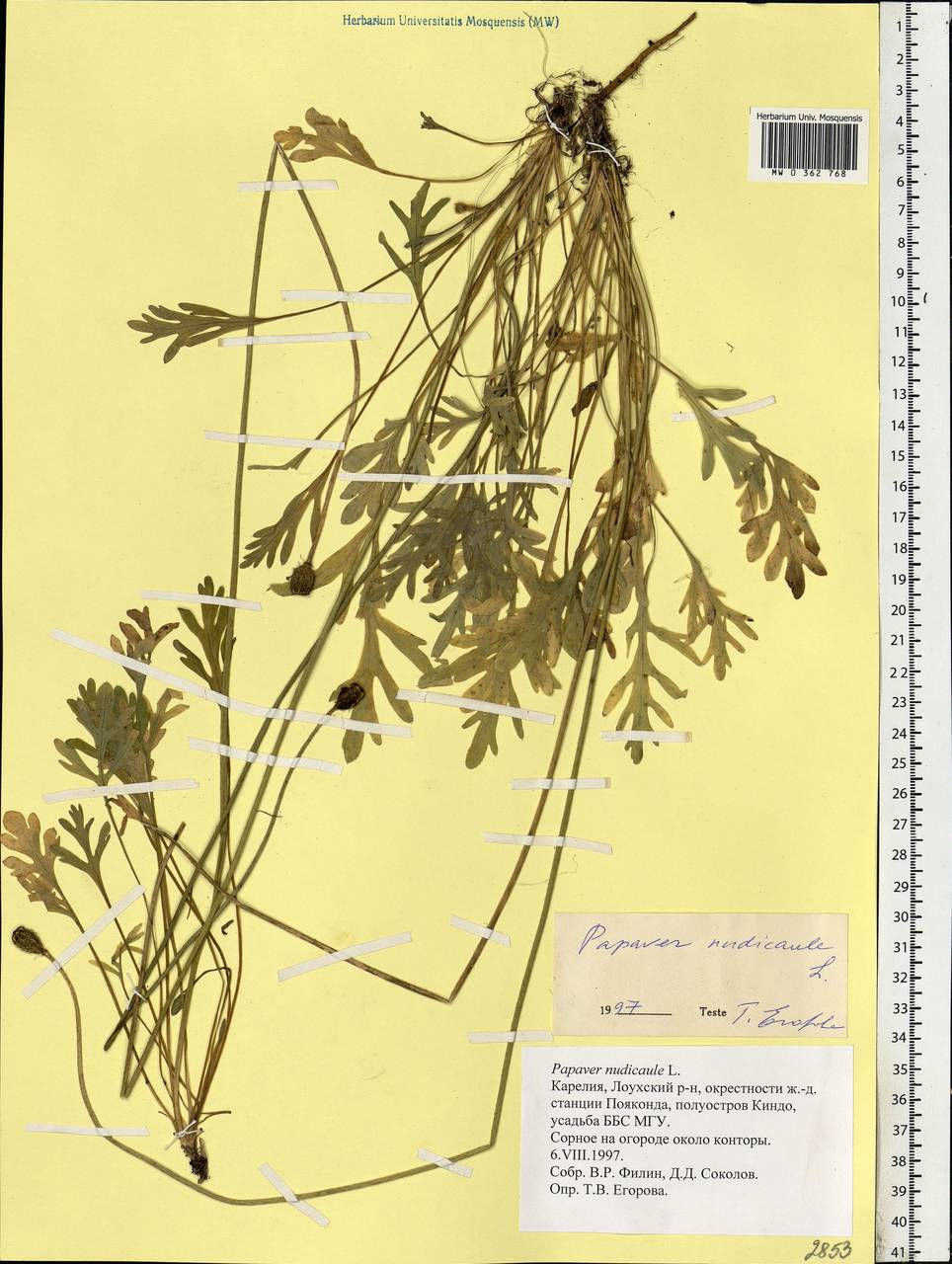 Oreomecon nudicaulis subsp. nudicaulis, Eastern Europe, Northern region (E1) (Russia)