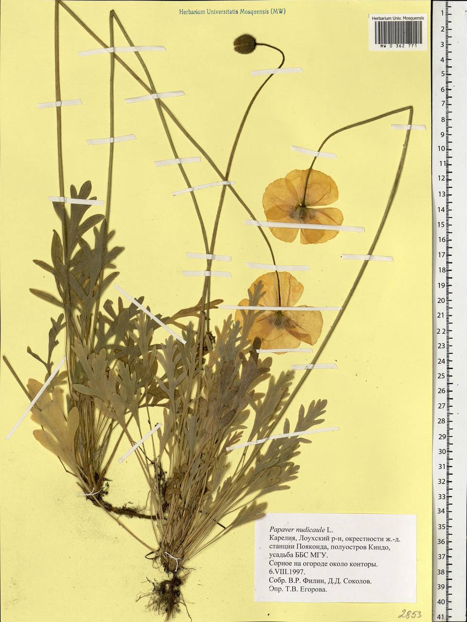 Oreomecon nudicaulis subsp. nudicaulis, Eastern Europe, Northern region (E1) (Russia)