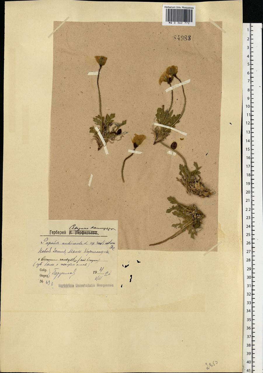 Oreomecon nudicaulis subsp. nudicaulis, Eastern Europe, Northern region (E1) (Russia)
