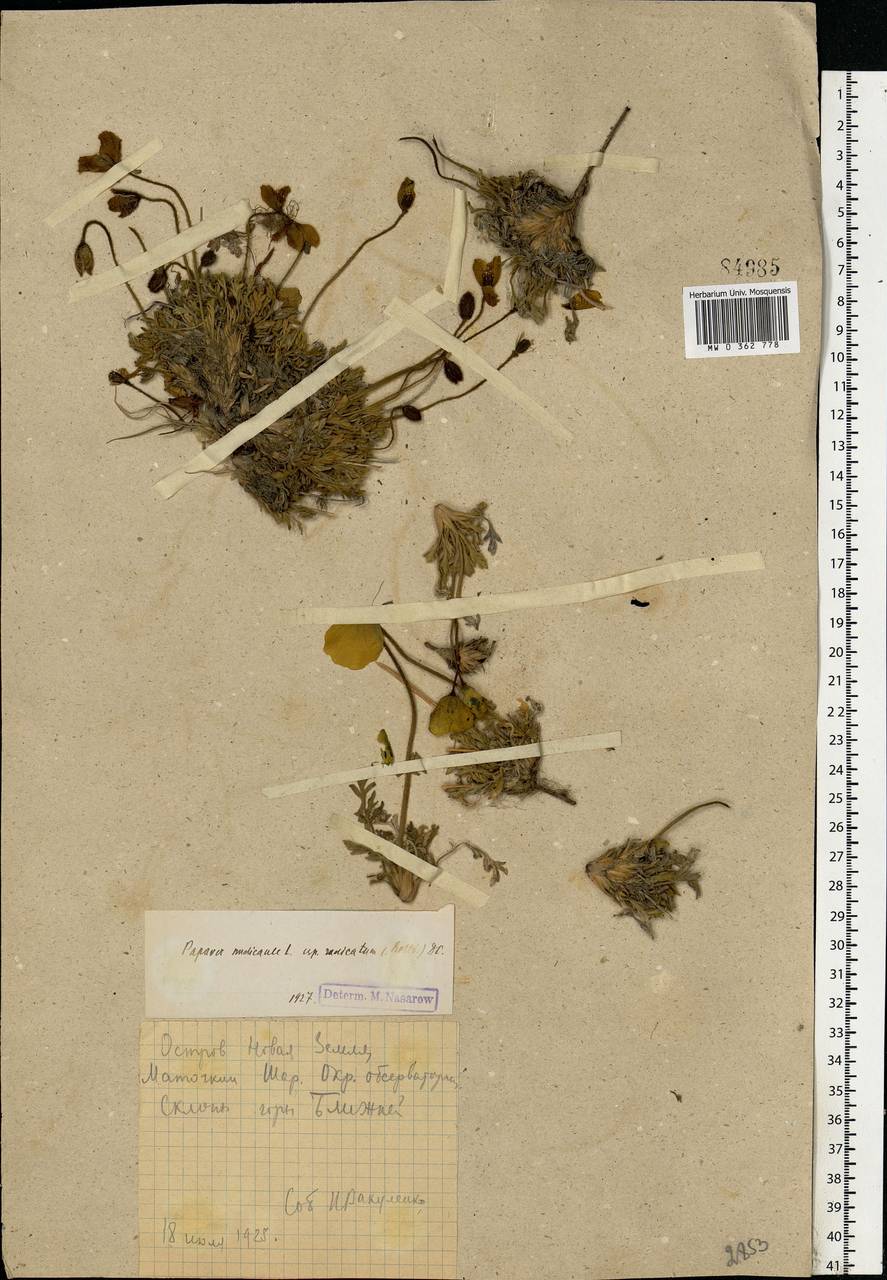 Oreomecon nudicaulis subsp. nudicaulis, Eastern Europe, Northern region (E1) (Russia)