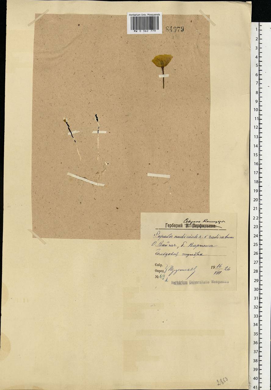Papaver radicatum Rottb. ex DC., Eastern Europe, Northern region (E1) (Russia)