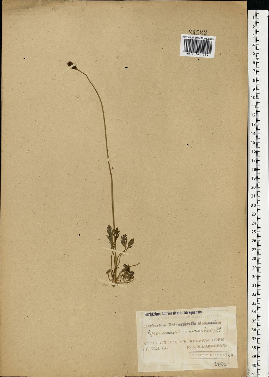 Papaver nudicaule, Eastern Europe, Northern region (E1) (Russia)