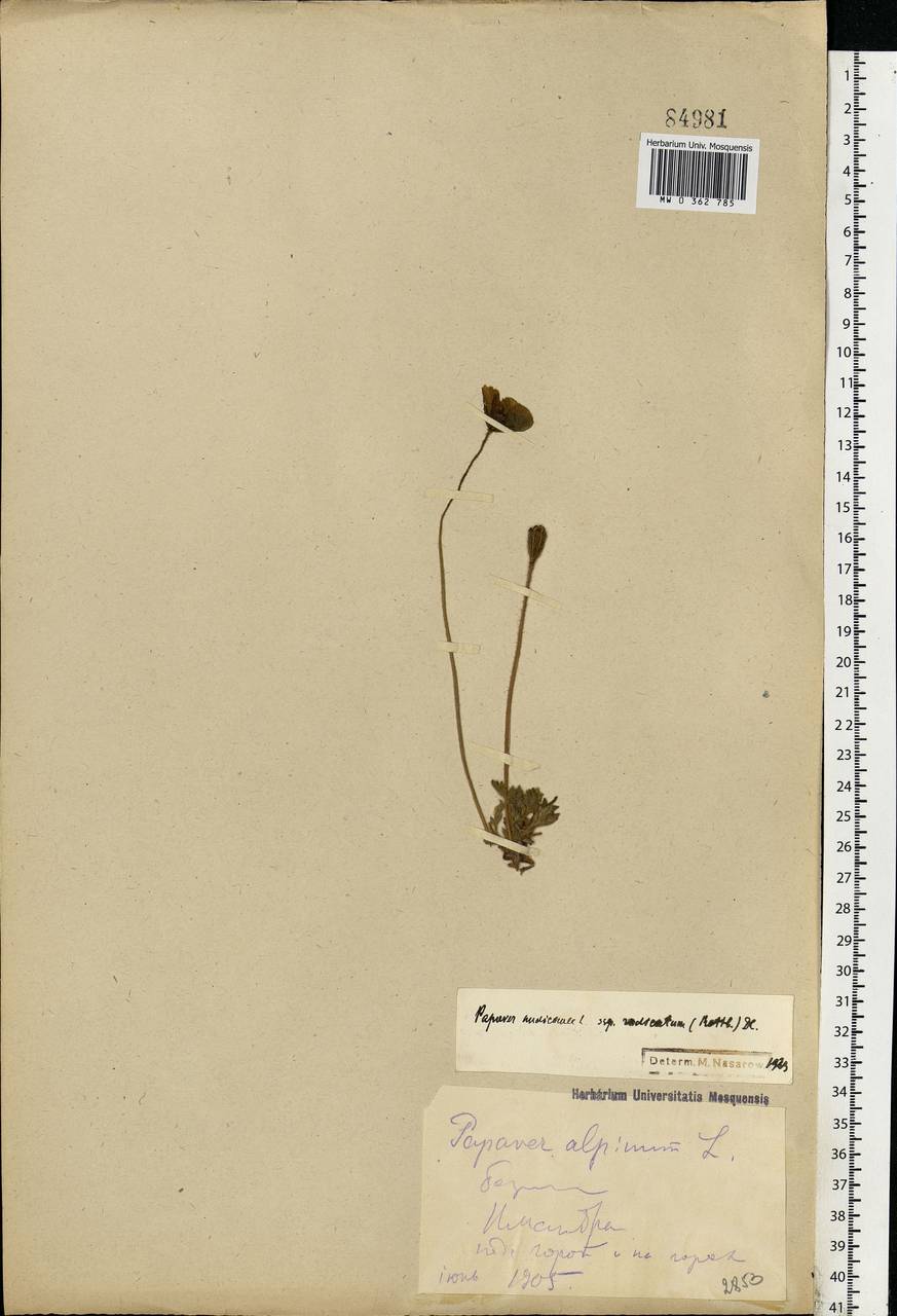 Oreomecon nudicaulis subsp. nudicaulis, Eastern Europe, Northern region (E1) (Russia)