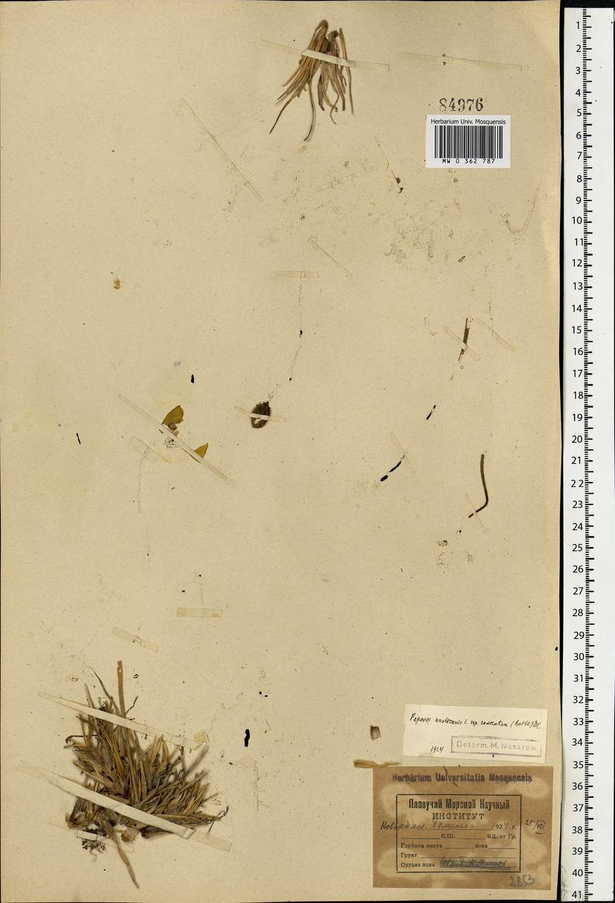 Oreomecon nudicaulis subsp. nudicaulis, Eastern Europe, Northern region (E1) (Russia)