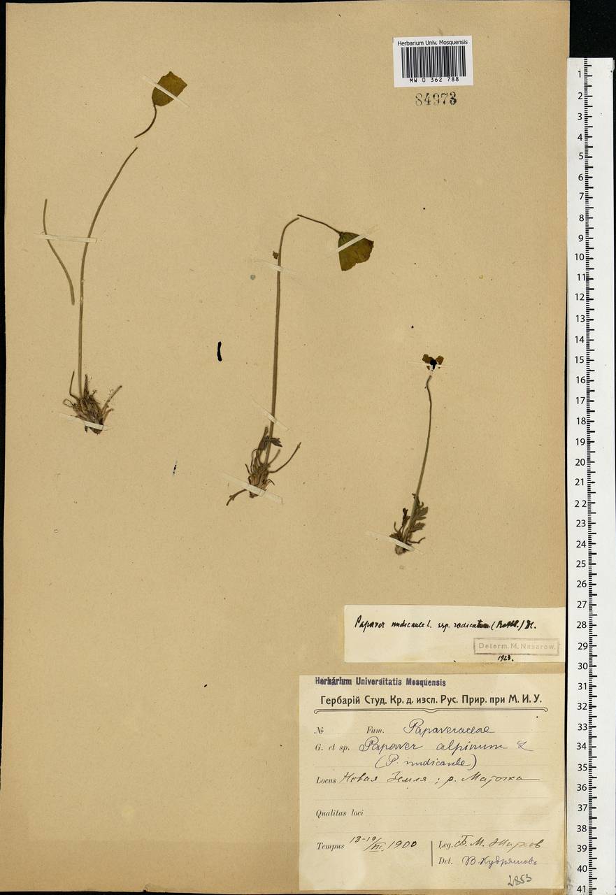 Oreomecon nudicaulis subsp. nudicaulis, Eastern Europe, Northern region (E1) (Russia)