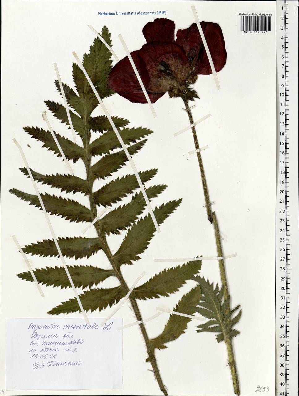 Papaver orientale L., Eastern Europe, Central region (E4) (Russia)