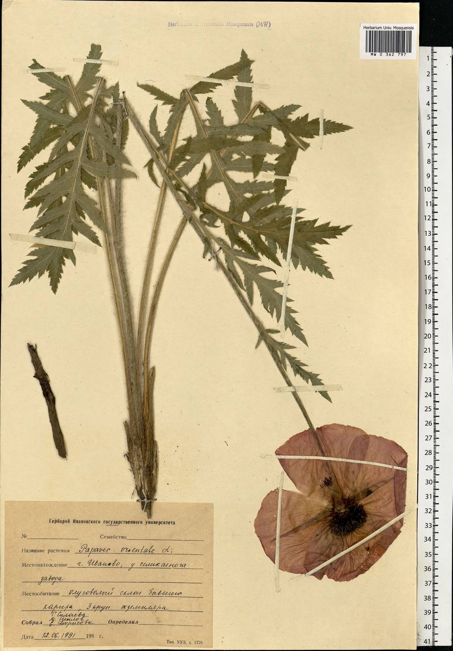 Papaver orientale L., Eastern Europe, Central forest region (E5) (Russia)