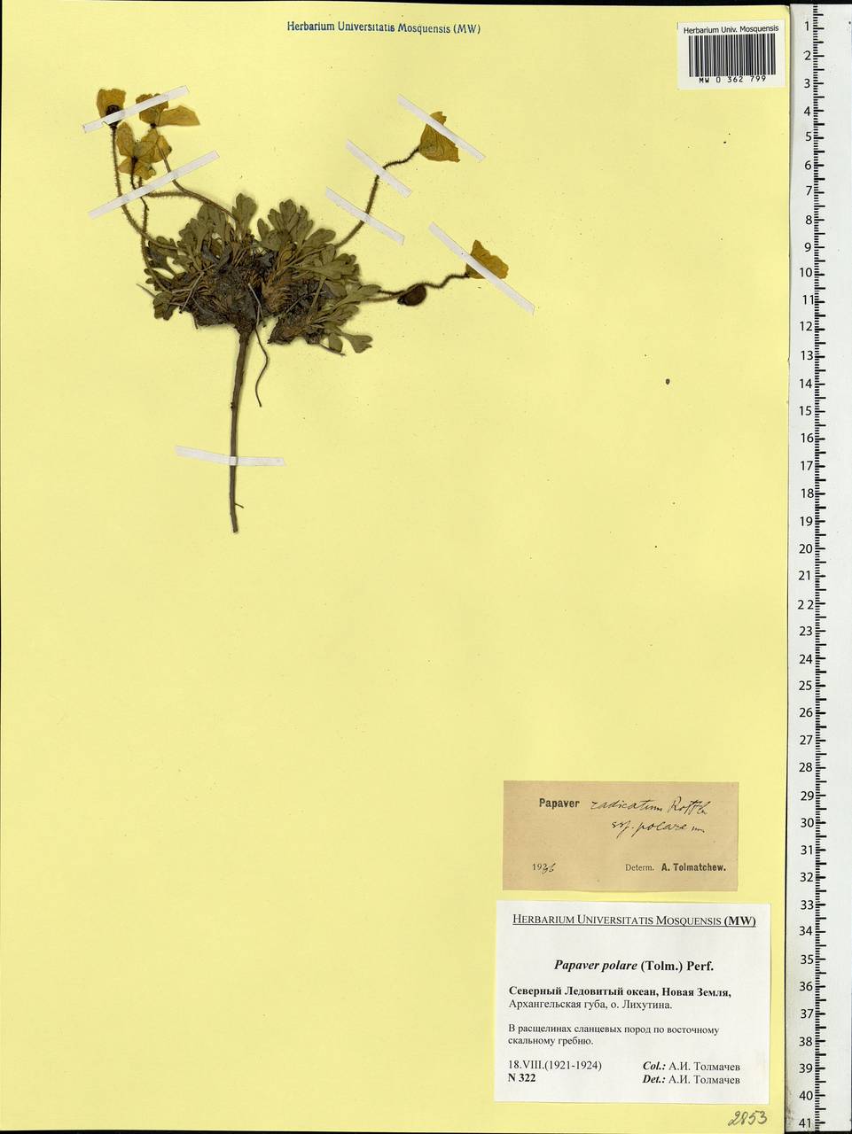 Oreomecon dahliana subsp. polaris (Tolm.) Elvebakk & Bjerke, Eastern Europe, Northern region (E1) (Russia)