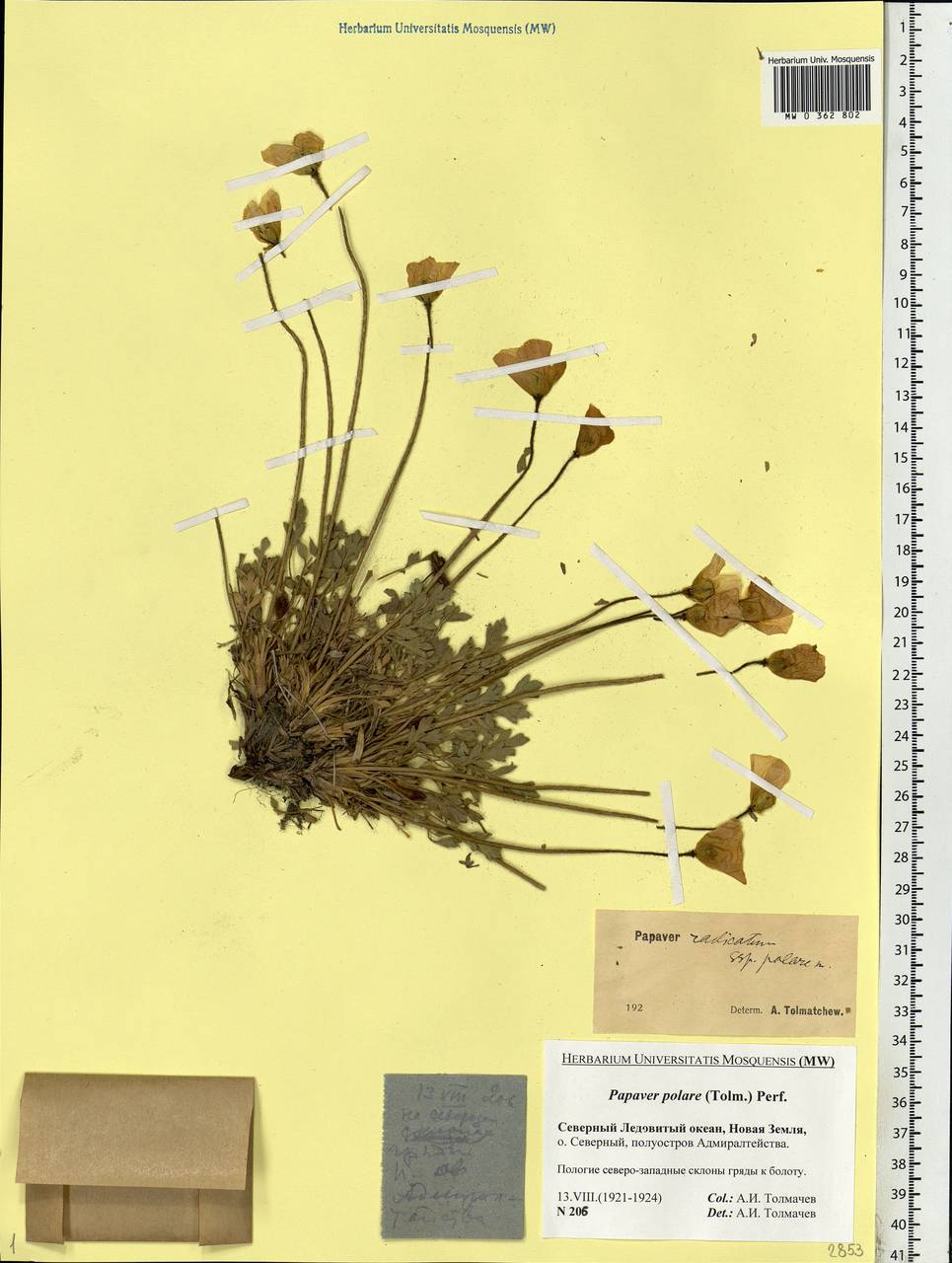 Oreomecon dahliana subsp. polaris (Tolm.) Elvebakk & Bjerke, Eastern Europe, Northern region (E1) (Russia)