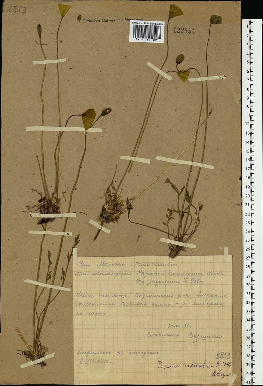 Papaver radicatum subsp. polare Tolm., Eastern Europe, Northern region (E1) (Russia)