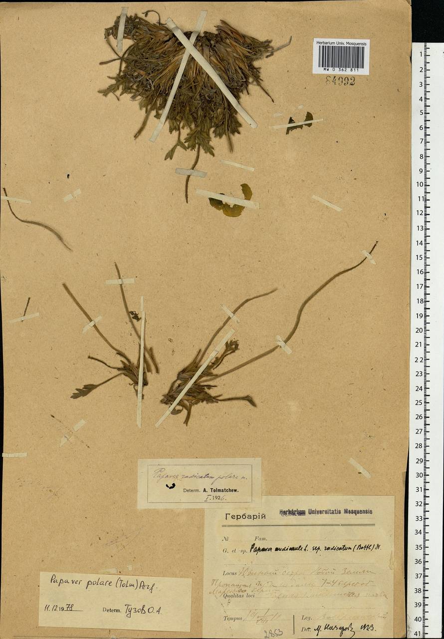 Oreomecon dahliana subsp. polaris (Tolm.) Elvebakk & Bjerke, Eastern Europe, Northern region (E1) (Russia)