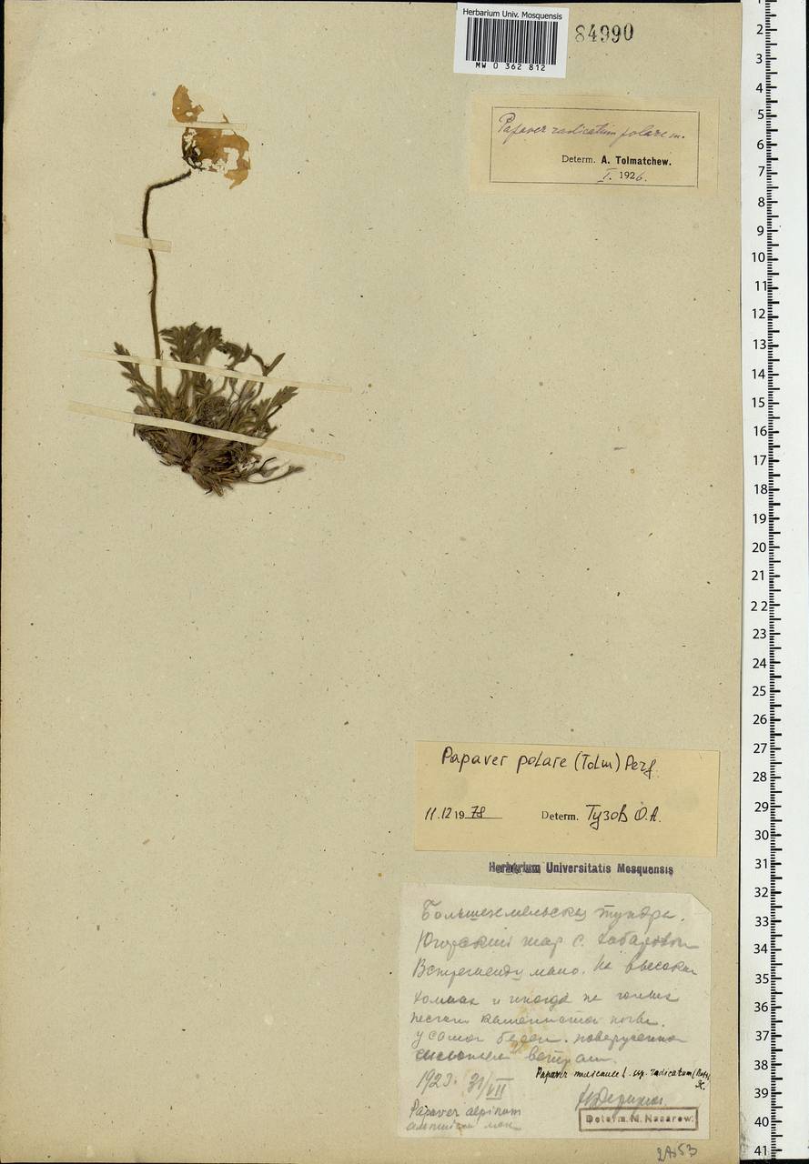Oreomecon dahliana subsp. polaris (Tolm.) Elvebakk & Bjerke, Eastern Europe, Northern region (E1) (Russia)