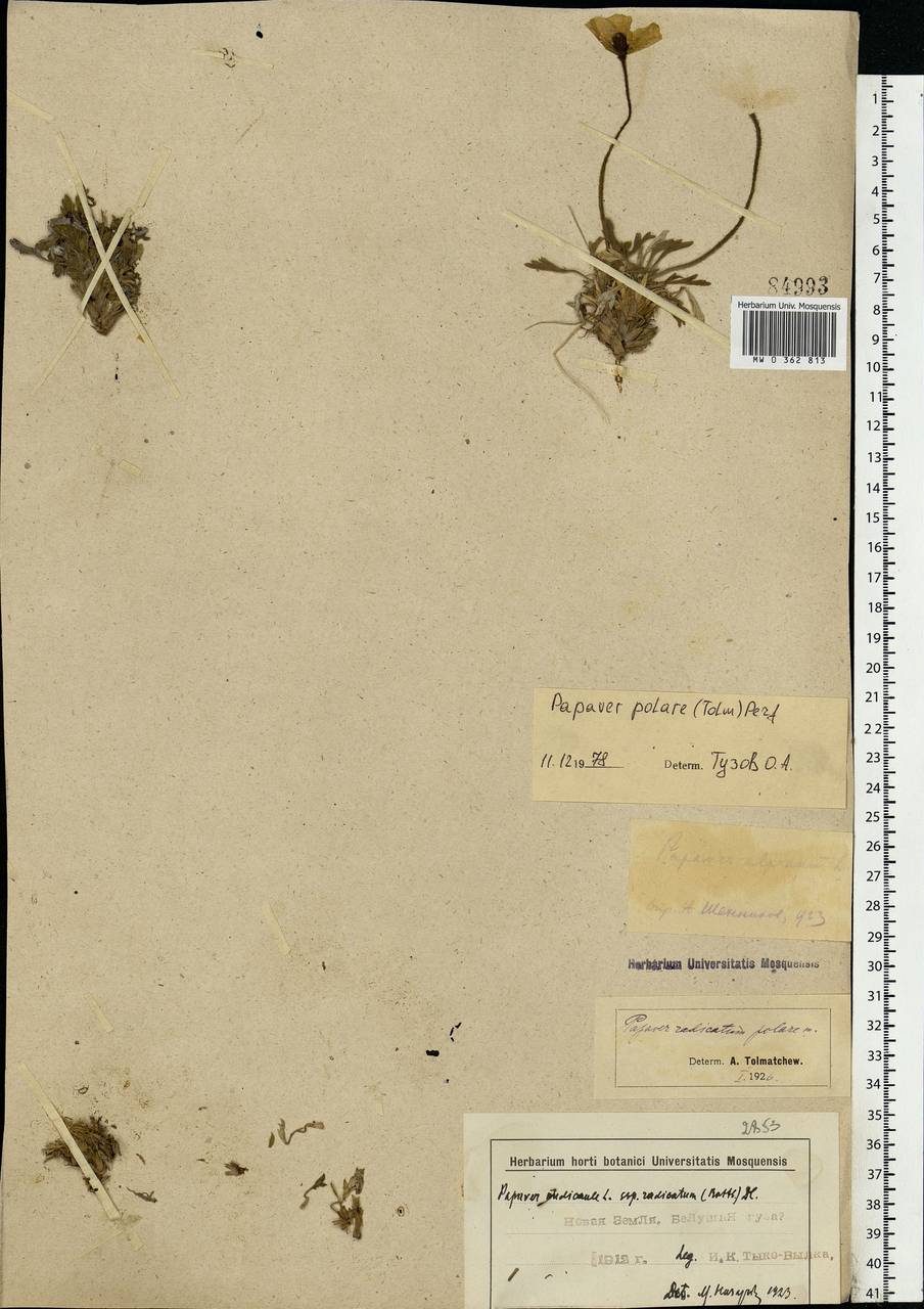 Oreomecon dahliana subsp. polaris (Tolm.) Elvebakk & Bjerke, Eastern Europe, Northern region (E1) (Russia)