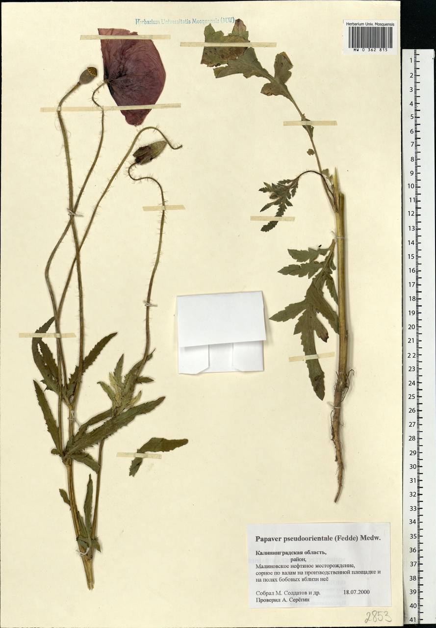 Papaver setiferum Goldblatt, Eastern Europe, North-Western region (E2) (Russia)