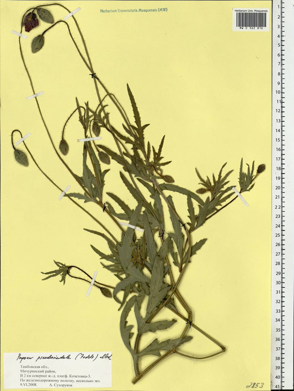 Papaver setiferum Goldblatt, Eastern Europe, Central forest-and-steppe region (E6) (Russia)