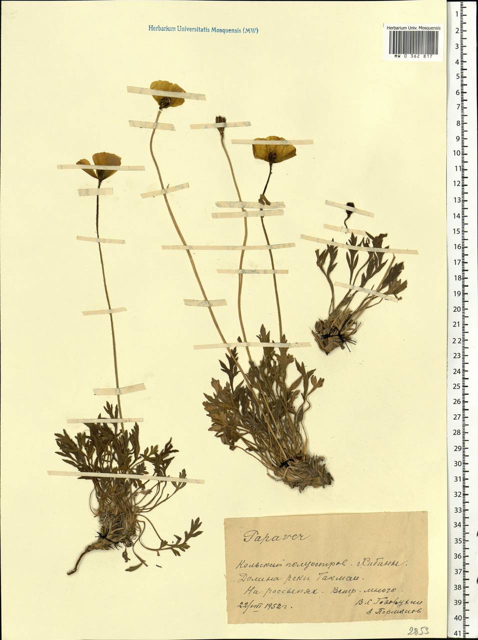 Oreomecon radicatum subsp. radicatum, Eastern Europe, Northern region (E1) (Russia)