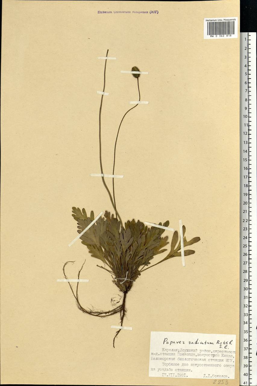 Oreomecon radicatum subsp. radicatum, Eastern Europe, Northern region (E1) (Russia)
