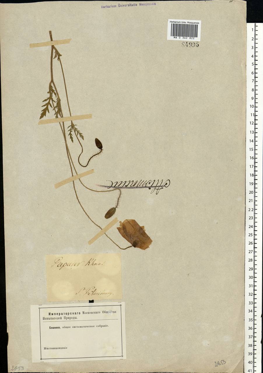 Papaver rhoeas L., Eastern Europe, North-Western region (E2) (Russia)