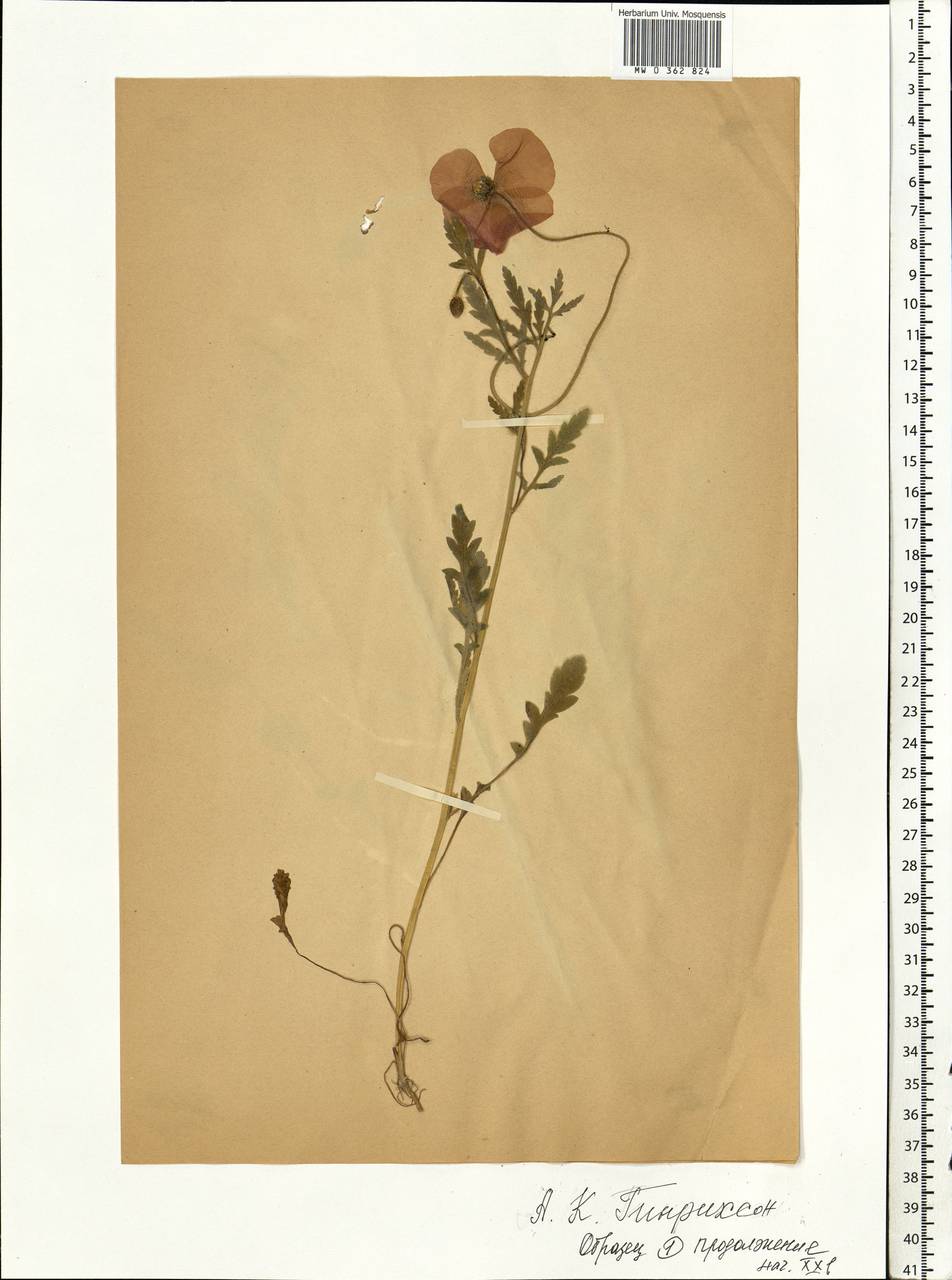Papaver rhoeas L., Eastern Europe, Estonia (E2c) (Estonia)