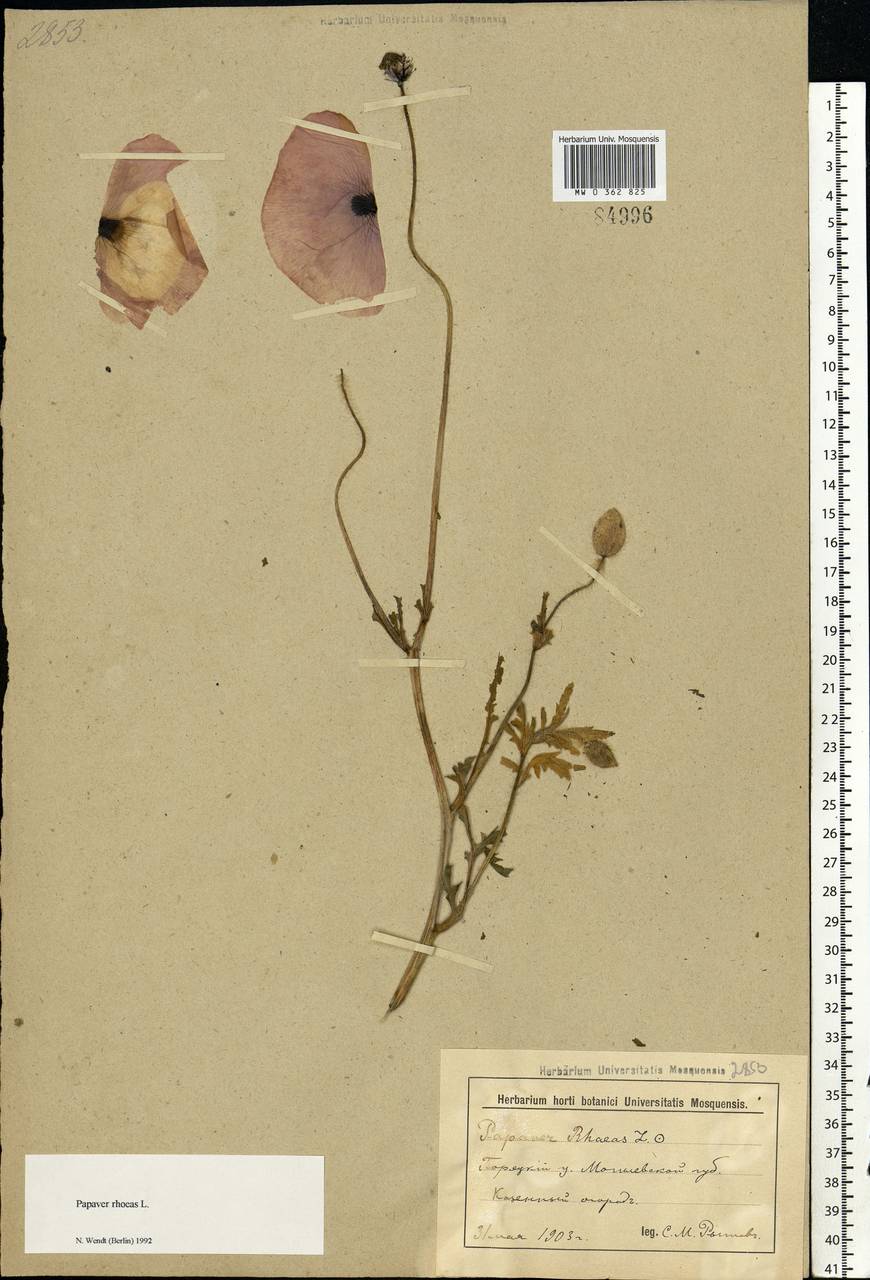 Papaver rhoeas L., Eastern Europe, Belarus (E3a) (Belarus)