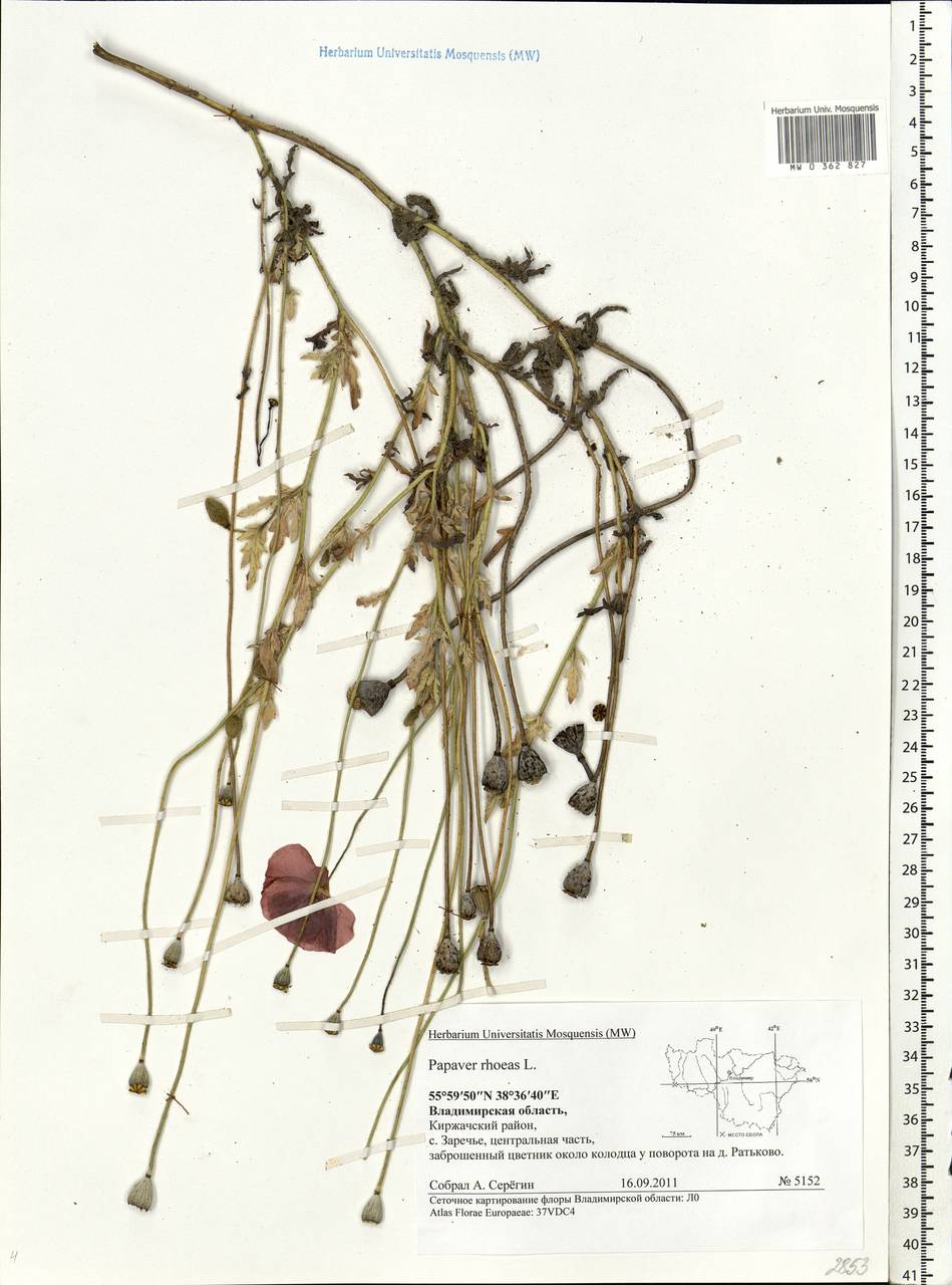 Papaver rhoeas L., Eastern Europe, Central region (E4) (Russia)