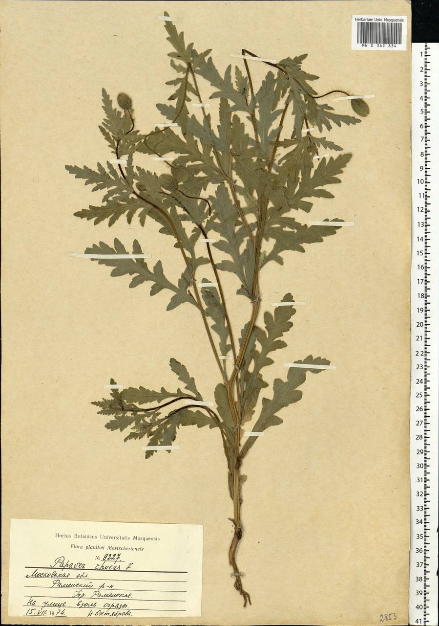 Papaver rhoeas L., Eastern Europe, Moscow region (E4a) (Russia)