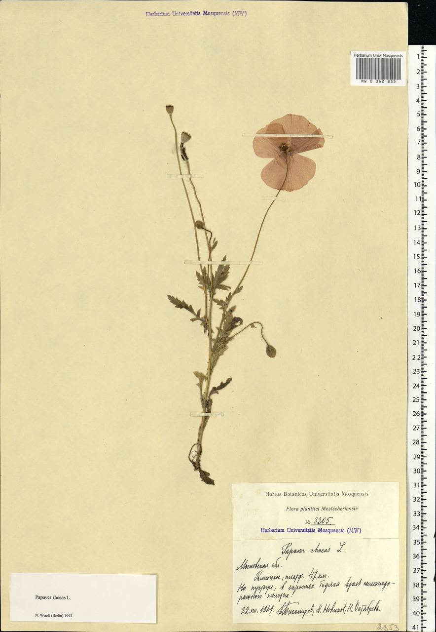 Papaver rhoeas L., Eastern Europe, Moscow region (E4a) (Russia)