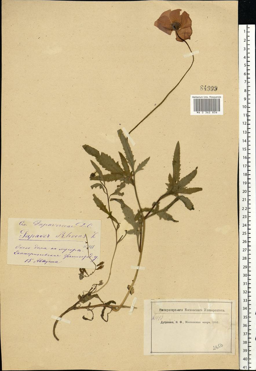 Papaver rhoeas L., Eastern Europe, Moscow region (E4a) (Russia)