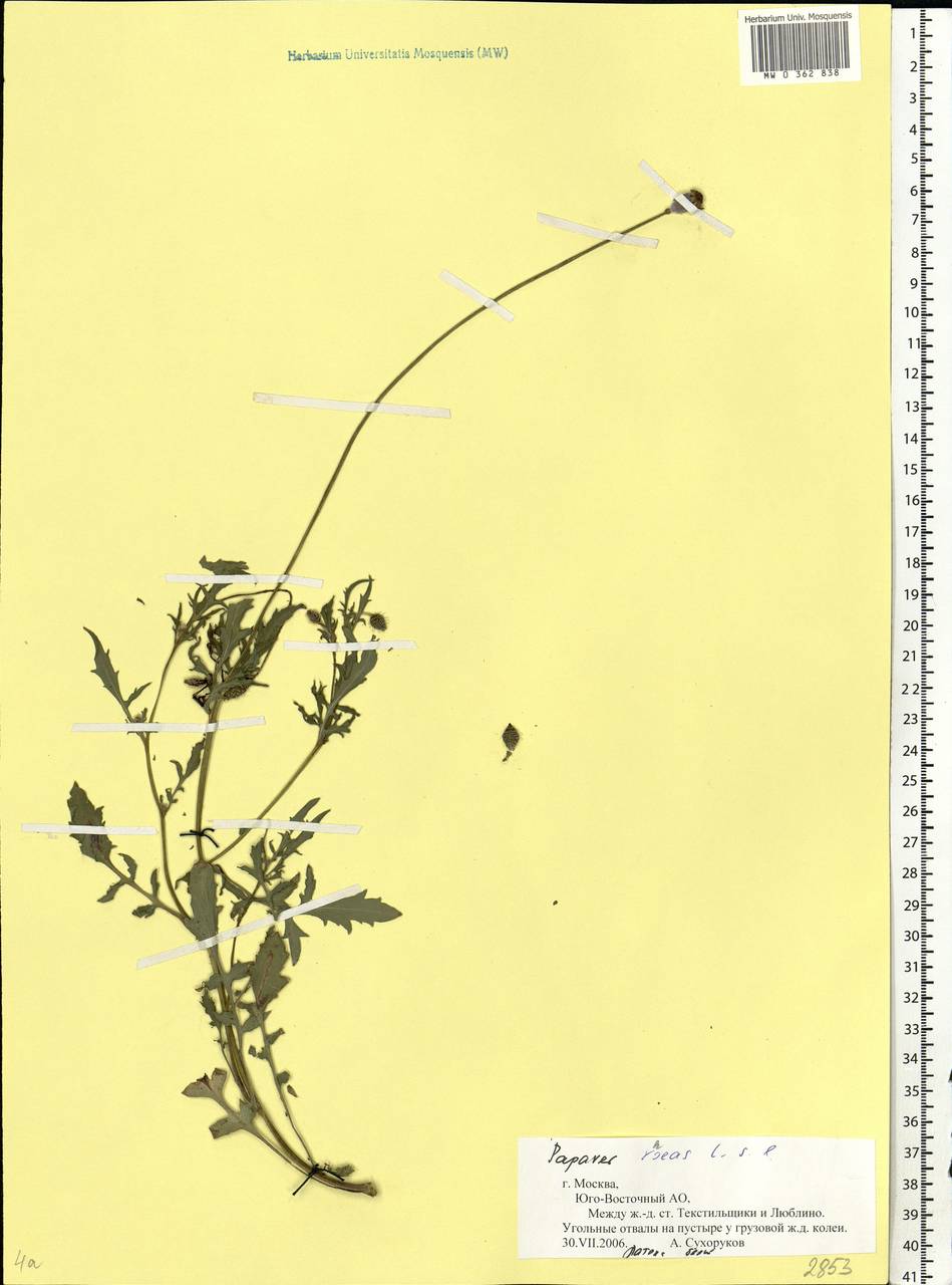 Papaver rhoeas L., Eastern Europe, Moscow region (E4a) (Russia)