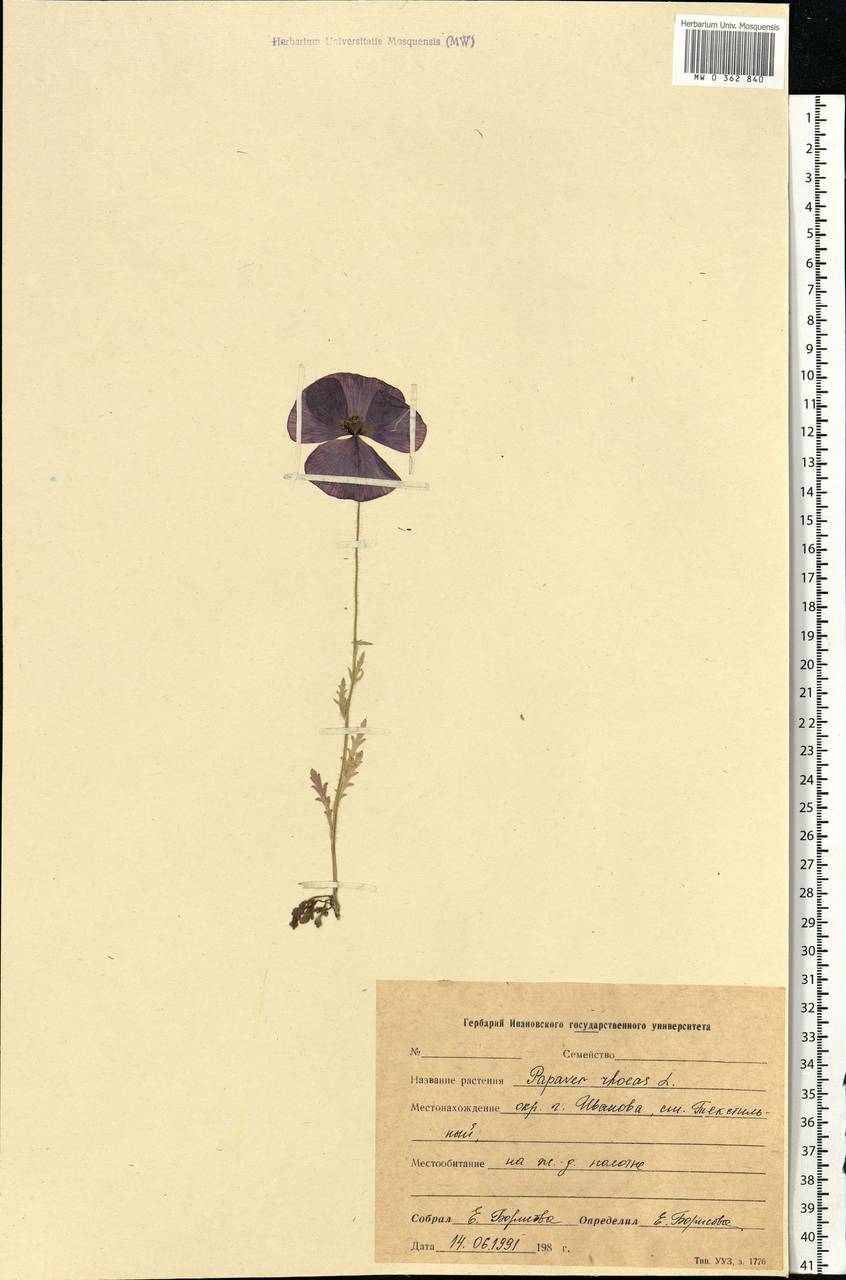 Papaver rhoeas L., Eastern Europe, Central forest region (E5) (Russia)