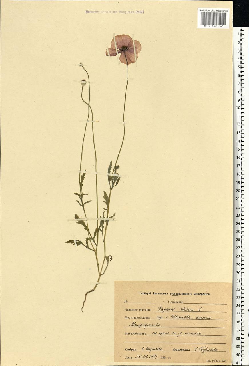 Papaver rhoeas L., Eastern Europe, Central forest region (E5) (Russia)