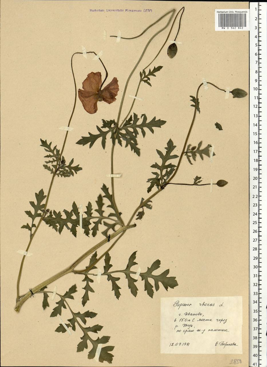Papaver rhoeas L., Eastern Europe, Central forest region (E5) (Russia)