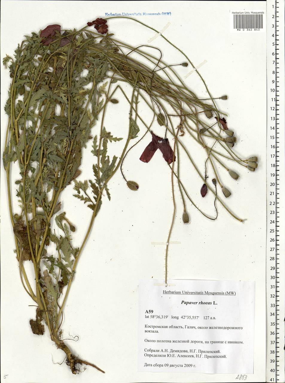 Papaver rhoeas L., Eastern Europe, Central forest region (E5) (Russia)