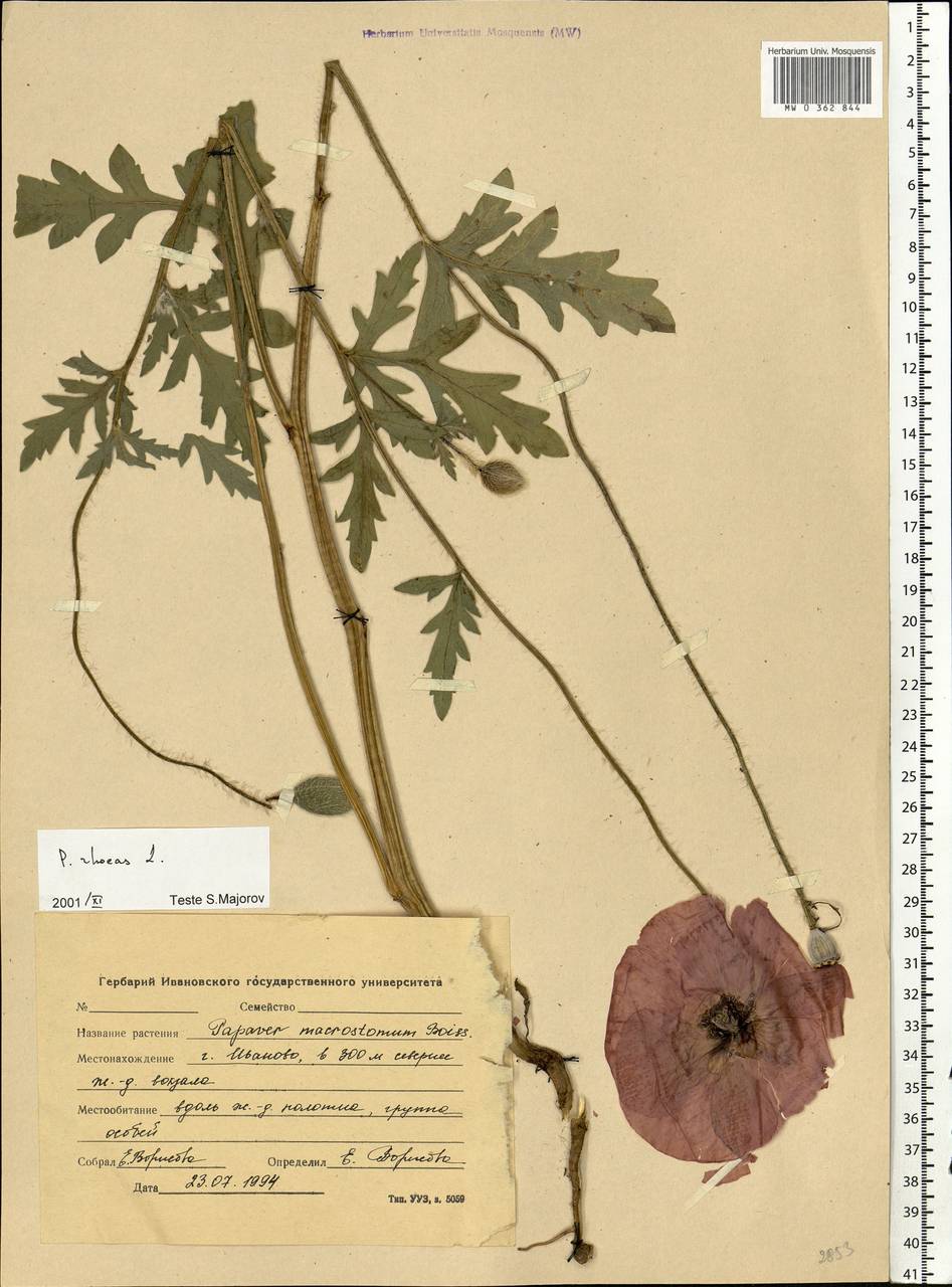 Papaver rhoeas L., Eastern Europe, Central forest region (E5) (Russia)