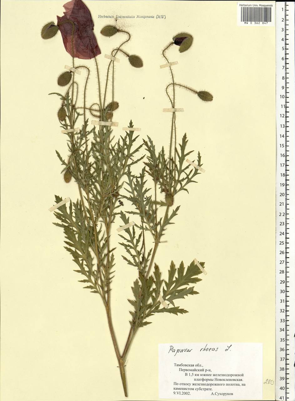Papaver rhoeas L., Eastern Europe, Central forest-and-steppe region (E6) (Russia)