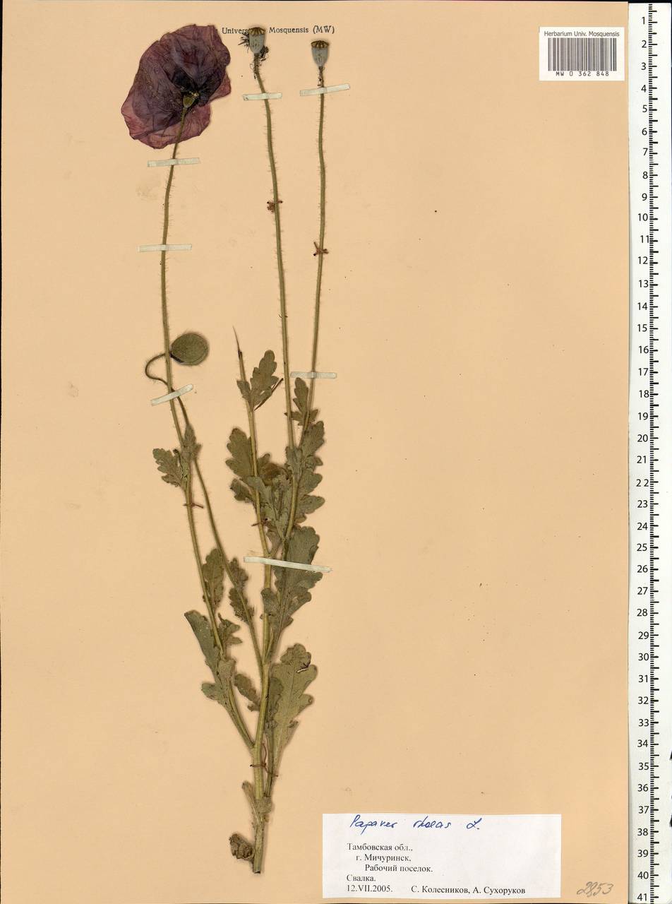 Papaver rhoeas L., Eastern Europe, Central forest-and-steppe region (E6) (Russia)