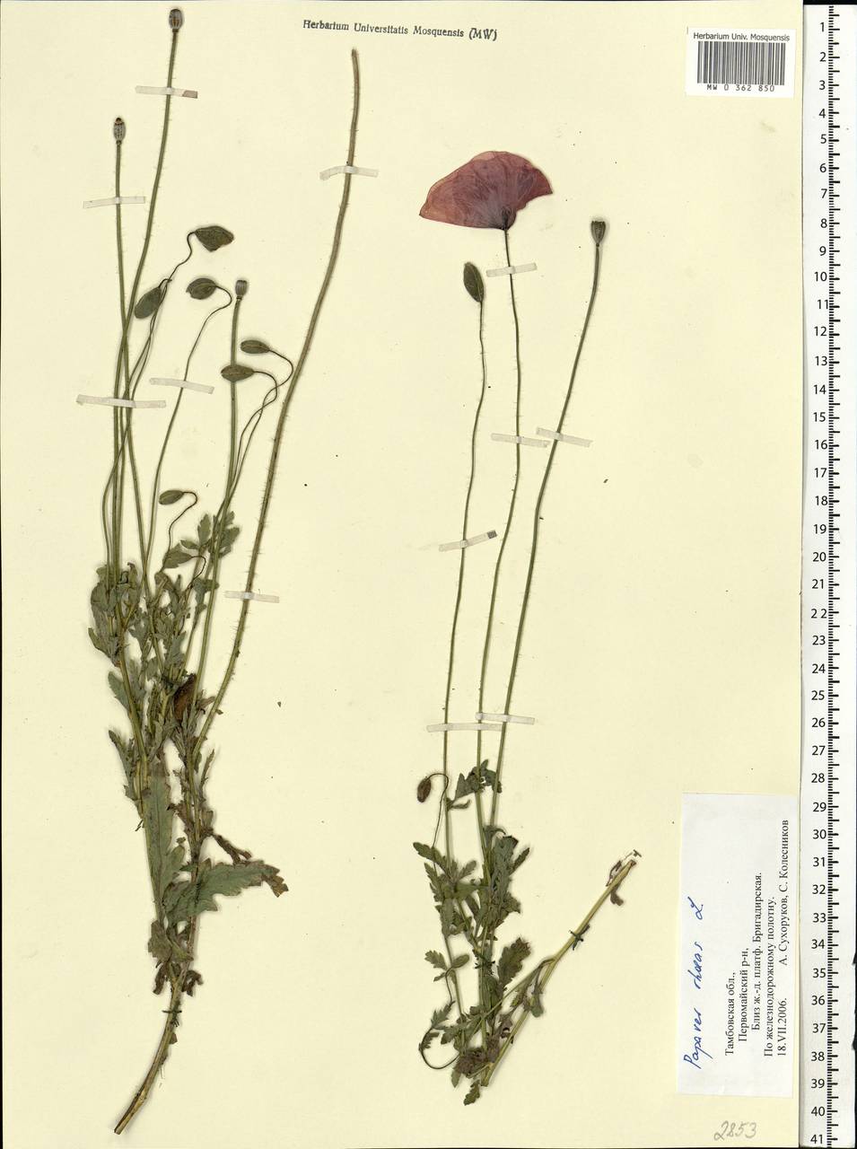 Papaver rhoeas L., Eastern Europe, Central forest-and-steppe region (E6) (Russia)