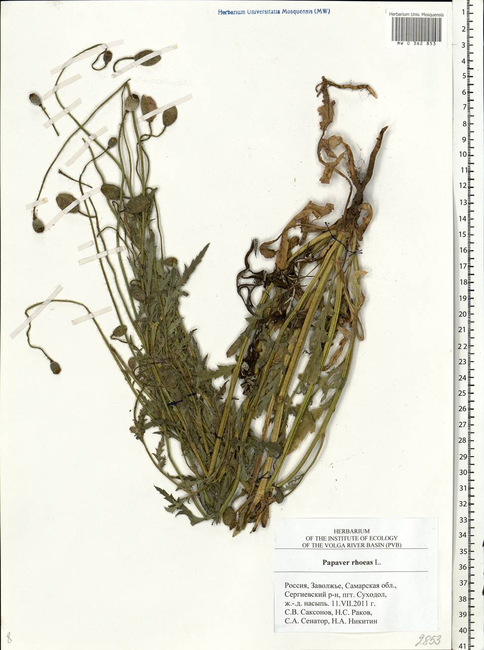 Papaver rhoeas L., Eastern Europe, Middle Volga region (E8) (Russia)