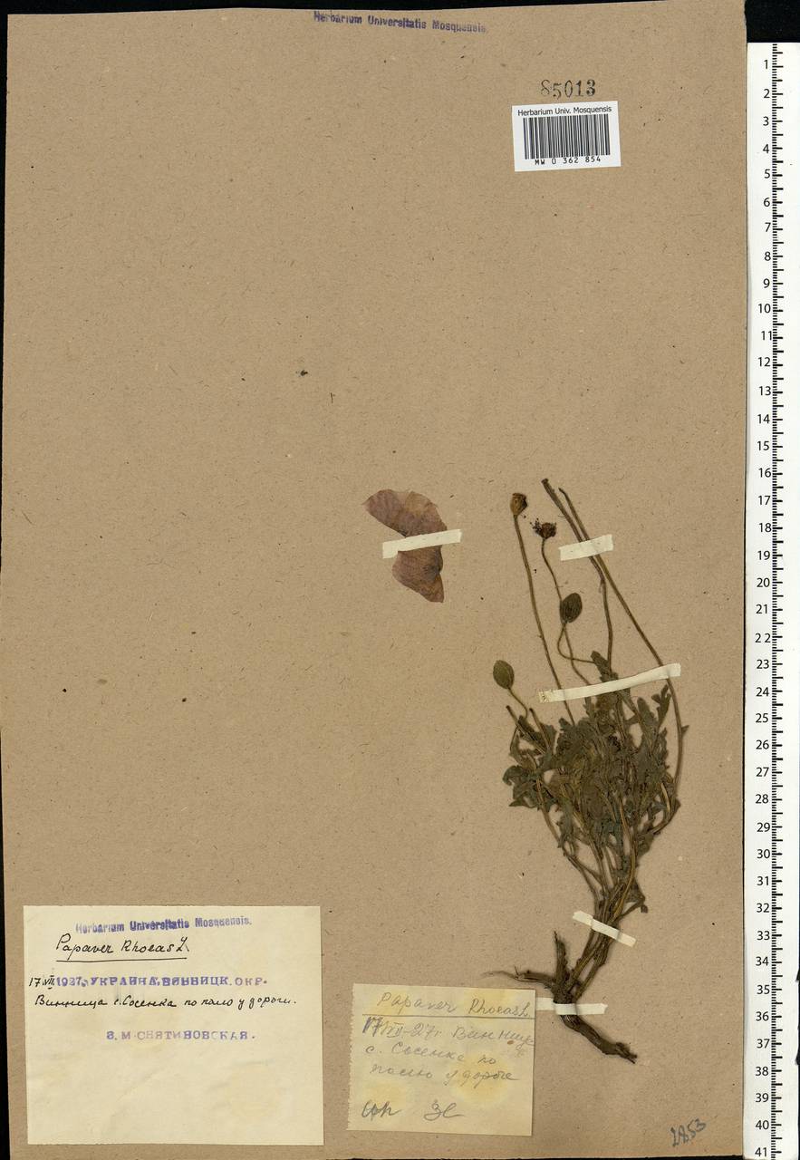 Papaver rhoeas L., Eastern Europe, South Ukrainian region (E12) (Ukraine)