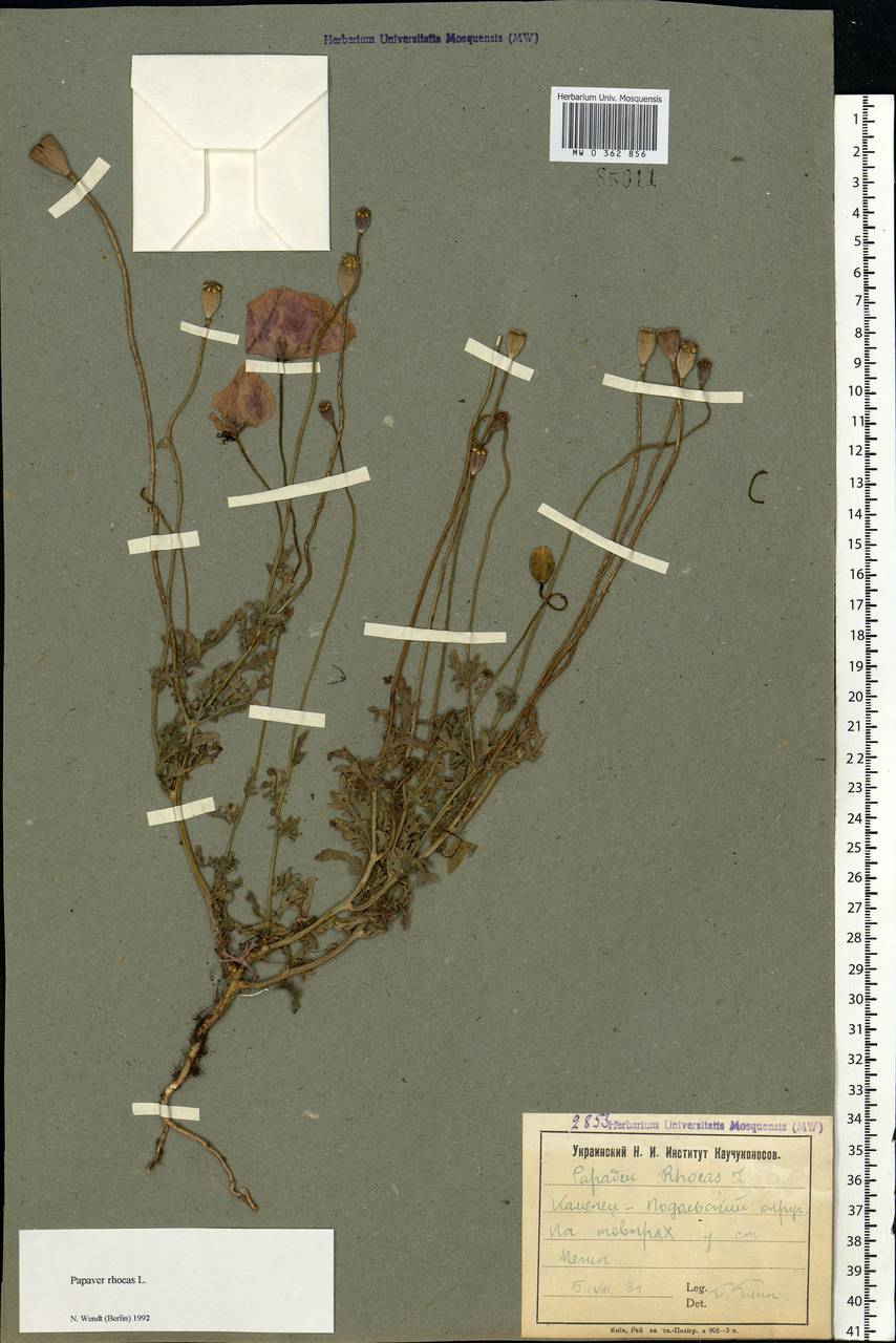 Papaver rhoeas L., Eastern Europe, South Ukrainian region (E12) (Ukraine)