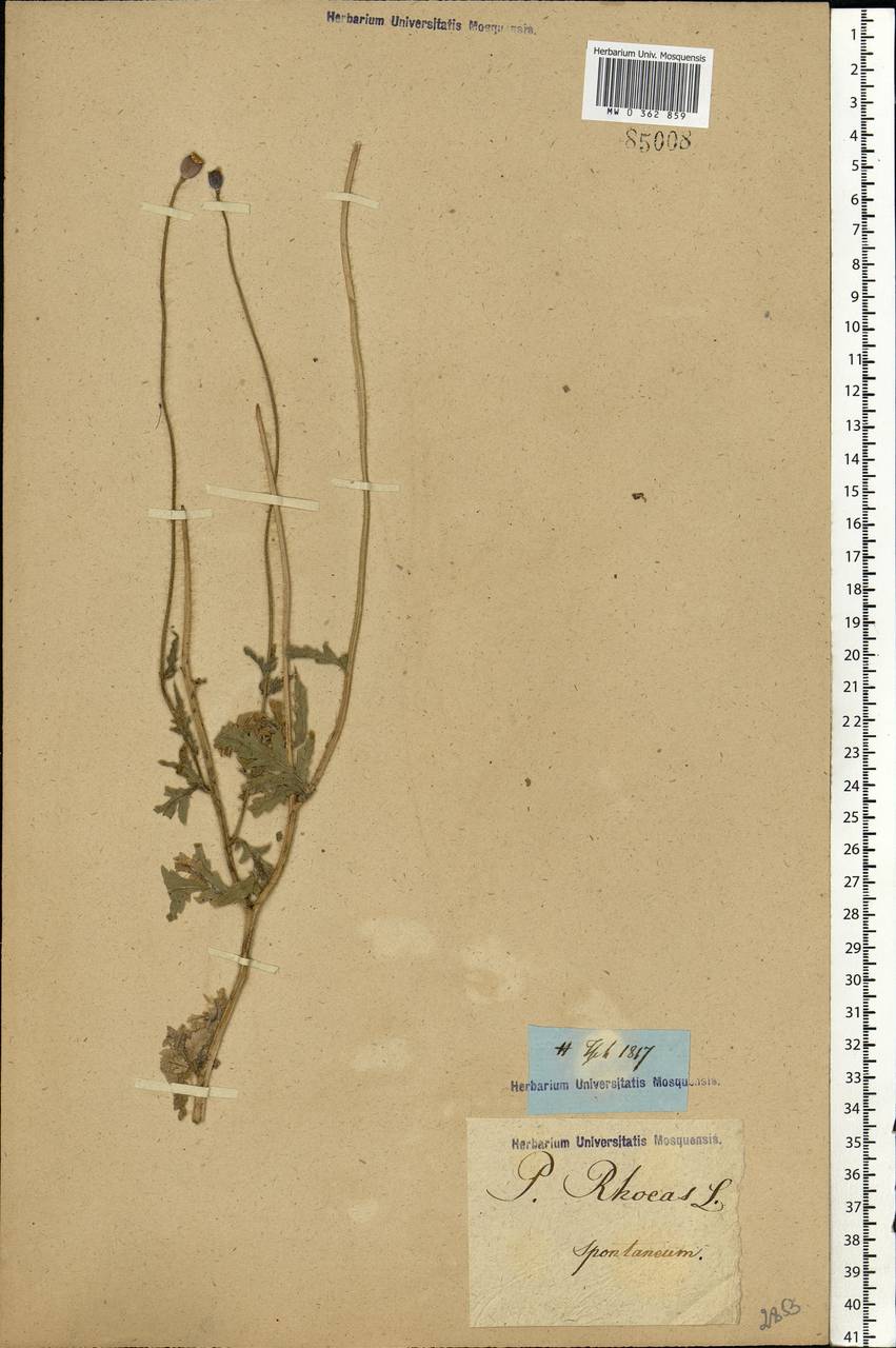 Papaver rhoeas L., Eastern Europe, Rostov Oblast (E12a) (Russia)