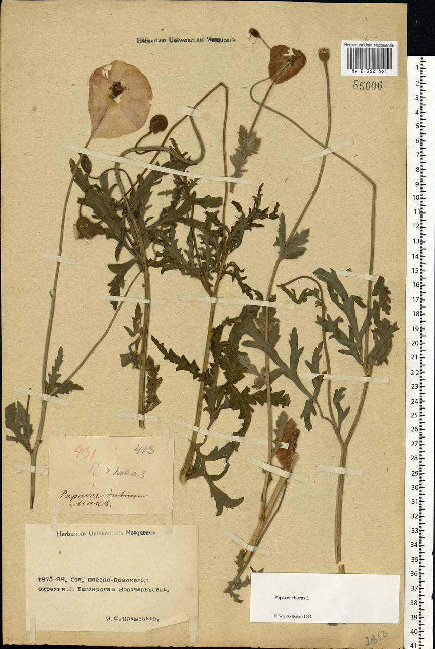 Papaver rhoeas L., Eastern Europe, Rostov Oblast (E12a) (Russia)
