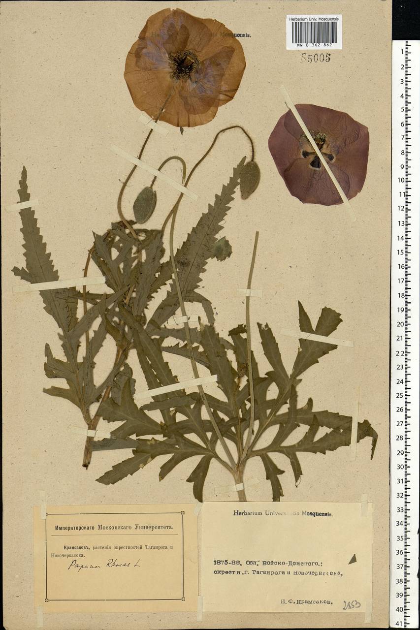 Papaver rhoeas L., Eastern Europe, Rostov Oblast (E12a) (Russia)