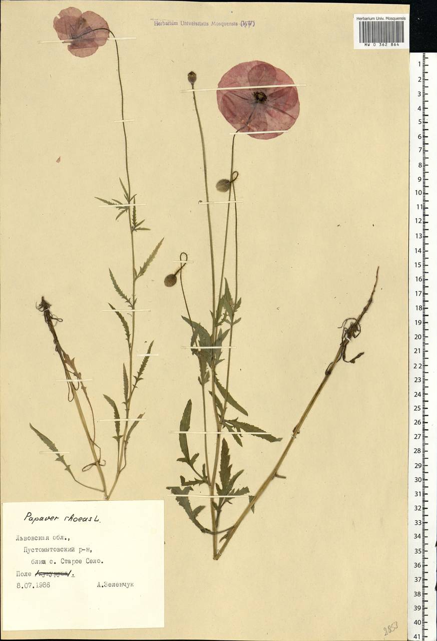 Papaver rhoeas L., Eastern Europe, West Ukrainian region (E13) (Ukraine)