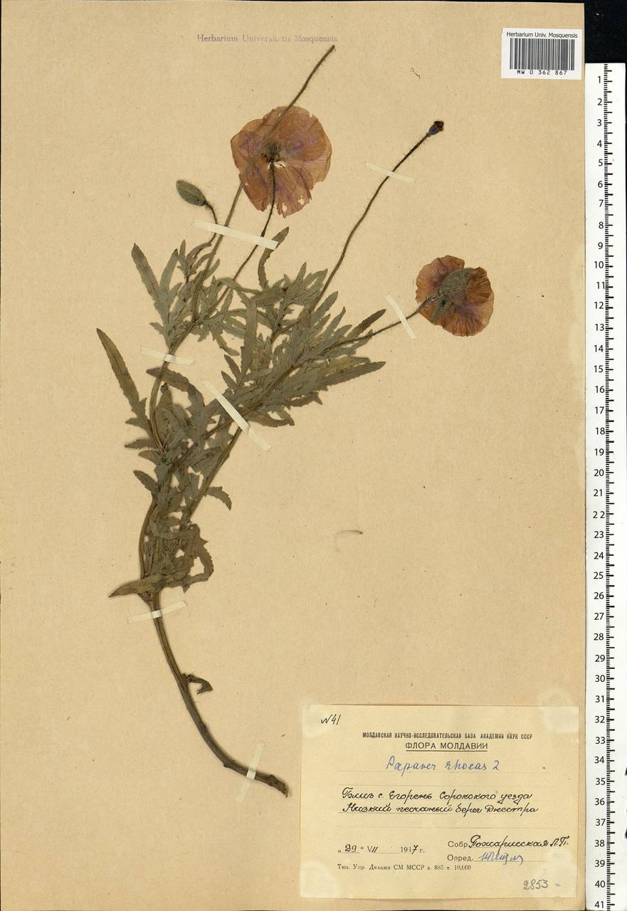 Papaver rhoeas L., Eastern Europe, Moldova (E13a) (Moldova)