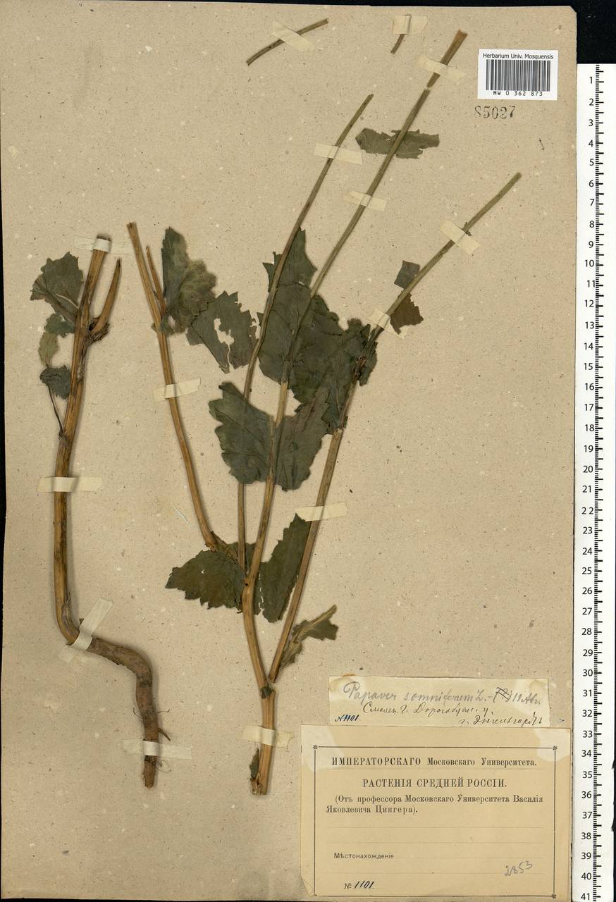 Papaver somniferum L., Eastern Europe, Western region (E3) (Russia)
