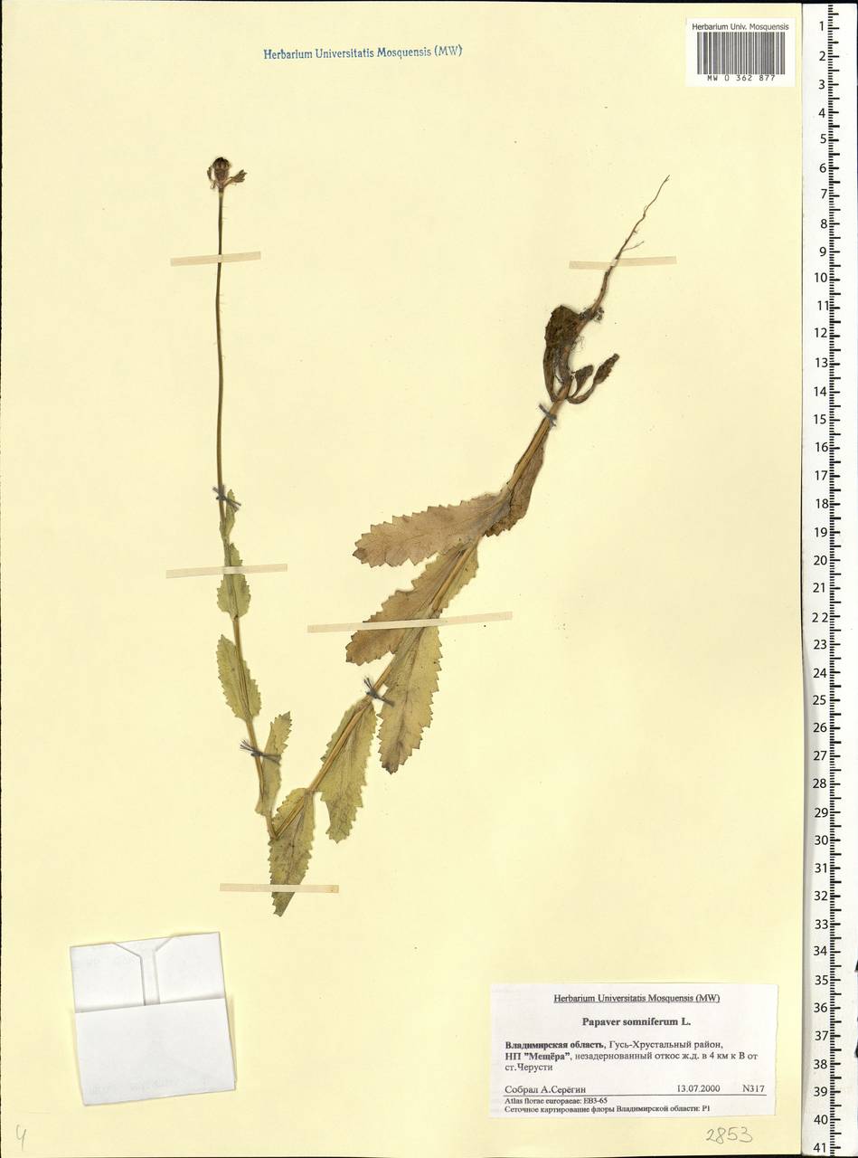 Papaver somniferum L., Eastern Europe, Central region (E4) (Russia)